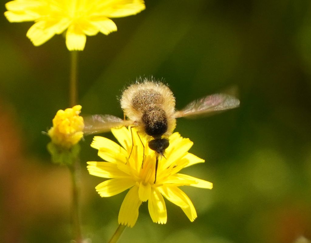 Bombylius major ?